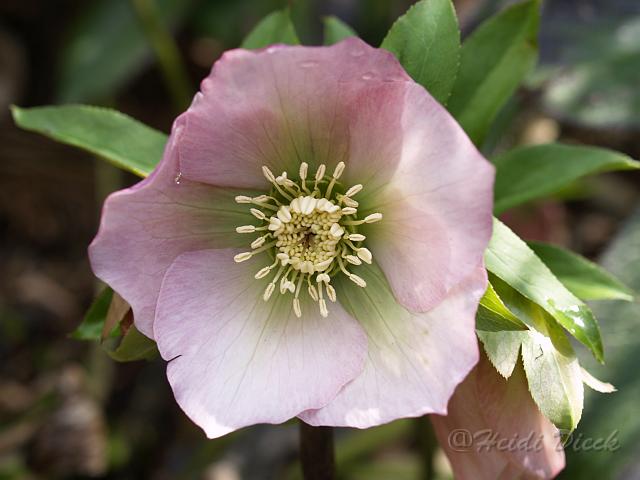 Helleborus orientale Apple Blossom3.JPG